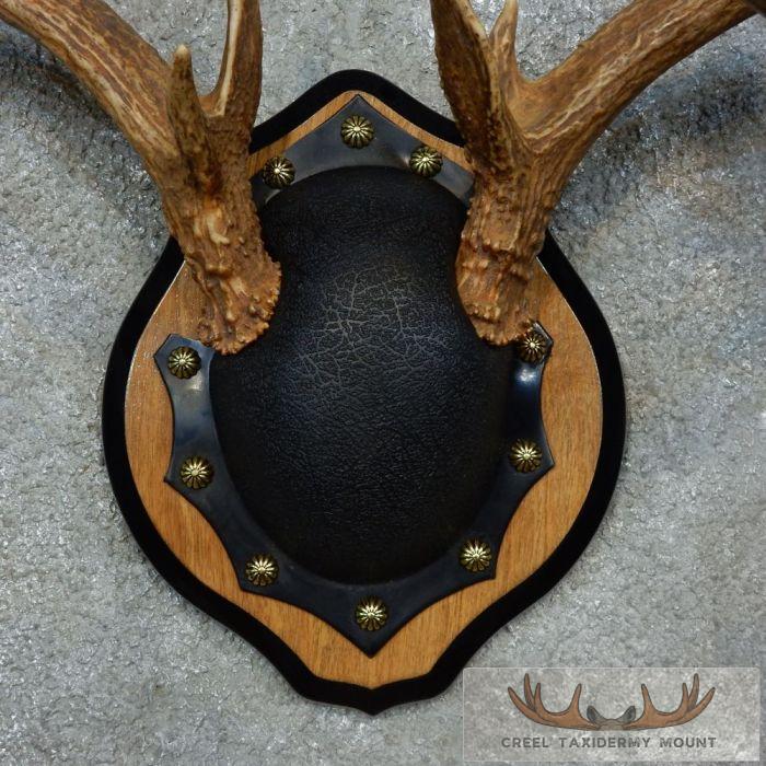 Whitetail Deer Antler Plaque Taxidermy Mount For Sale - Image 6