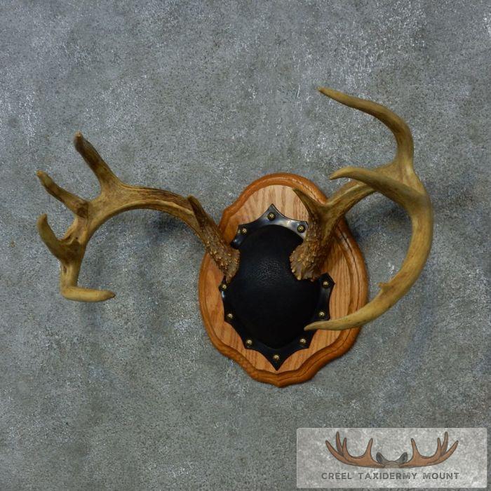 Whitetail Deer Antler Plaque Taxidermy Mount For Sale - Image 3