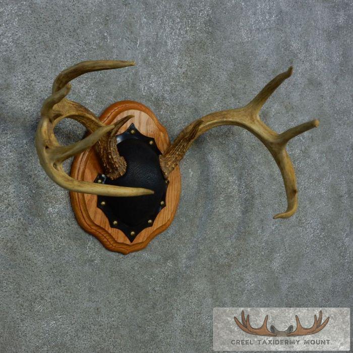 Whitetail Deer Antler Plaque Taxidermy Mount For Sale - Image 2