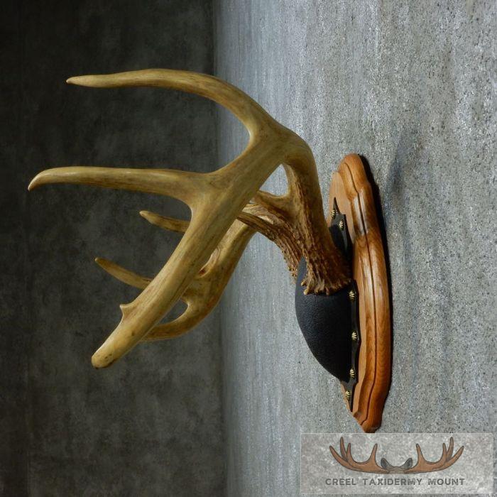 Whitetail Deer Antler Plaque Taxidermy Mount For Sale - Image 5