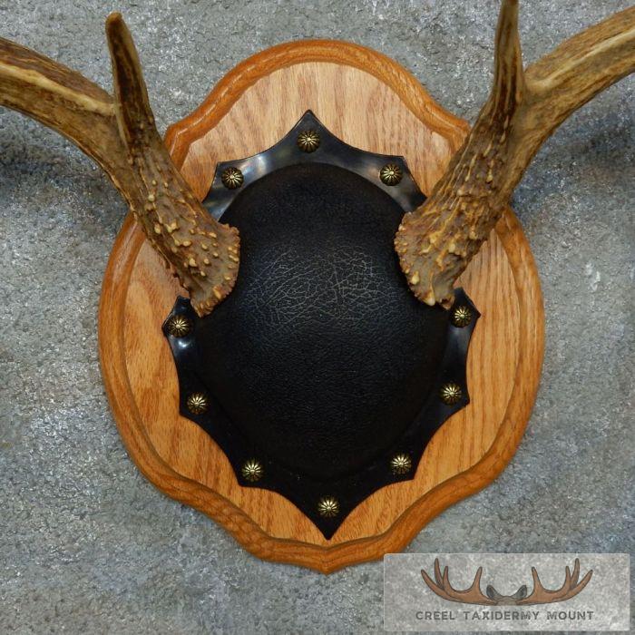 Whitetail Deer Antler Plaque Taxidermy Mount For Sale - Image 6