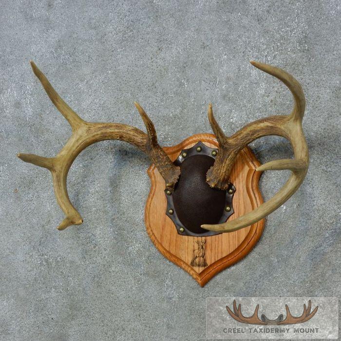 Whitetail Deer Antler Plaque Taxidermy Mount For Sale - Image 2