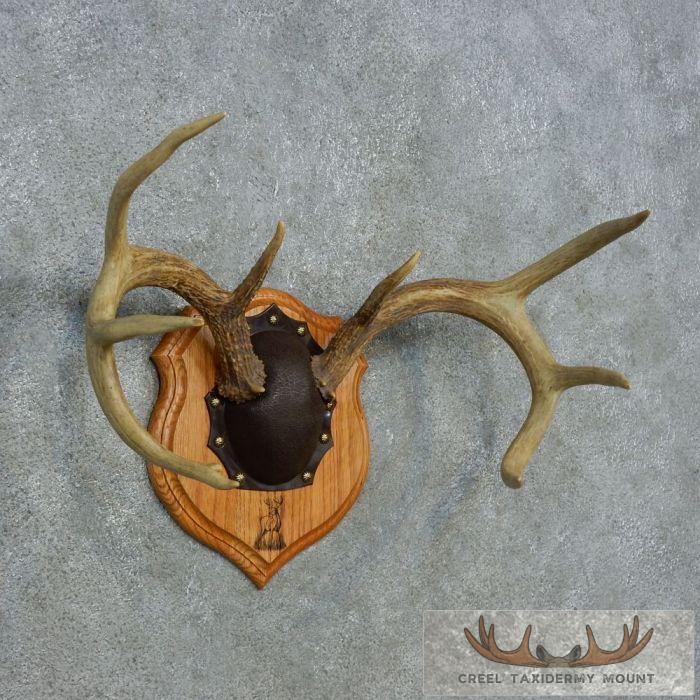 Whitetail Deer Antler Plaque Taxidermy Mount For Sale - Image 3