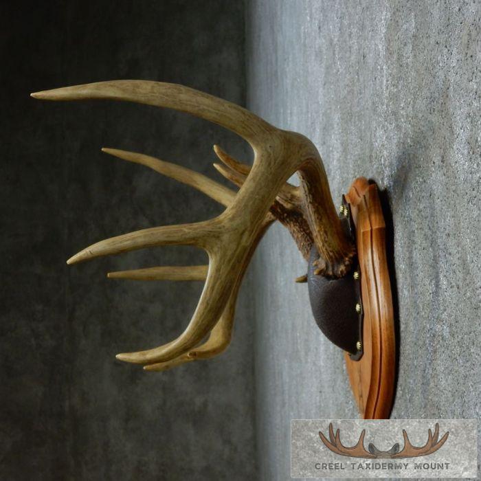 Whitetail Deer Antler Plaque Taxidermy Mount For Sale - Image 4