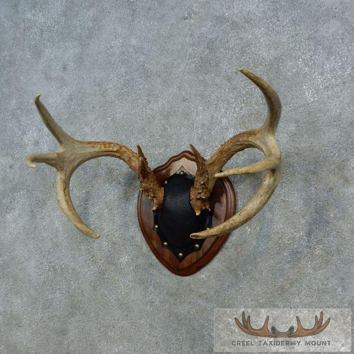 Whitetail Deer Antler Plaque Taxidermy Mount For Sale - Image 2