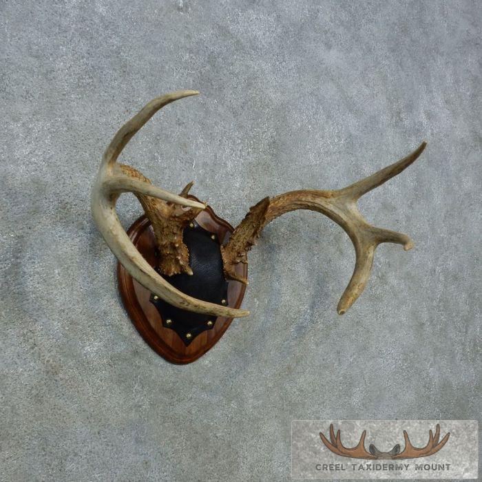 Whitetail Deer Antler Plaque Taxidermy Mount For Sale - Image 3