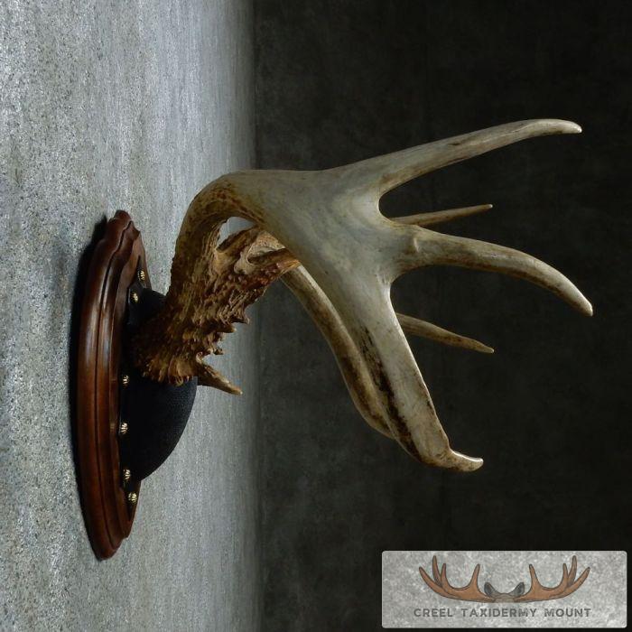 Whitetail Deer Antler Plaque Taxidermy Mount For Sale - Image 5