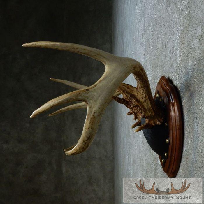 Whitetail Deer Antler Plaque Taxidermy Mount For Sale - Image 4