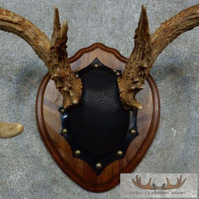 Whitetail Deer Antler Plaque Taxidermy Mount For Sale - Image 6