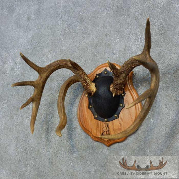 Whitetail Deer Antler Plaque Taxidermy Mount For Sale - Image 2