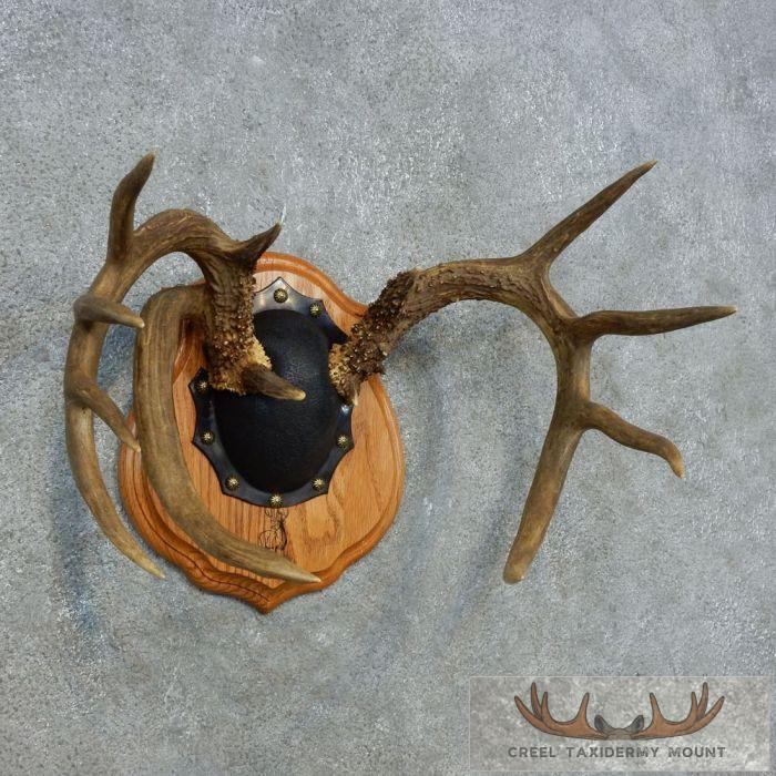 Whitetail Deer Antler Plaque Taxidermy Mount For Sale - Image 3