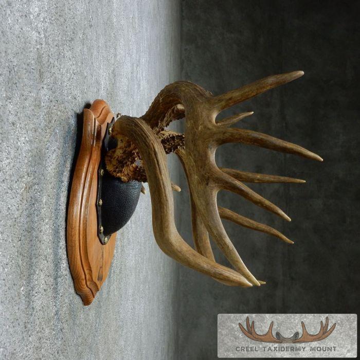 Whitetail Deer Antler Plaque Taxidermy Mount For Sale - Image 5
