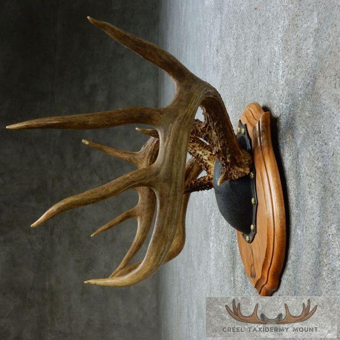 Whitetail Deer Antler Plaque Taxidermy Mount For Sale - Image 4