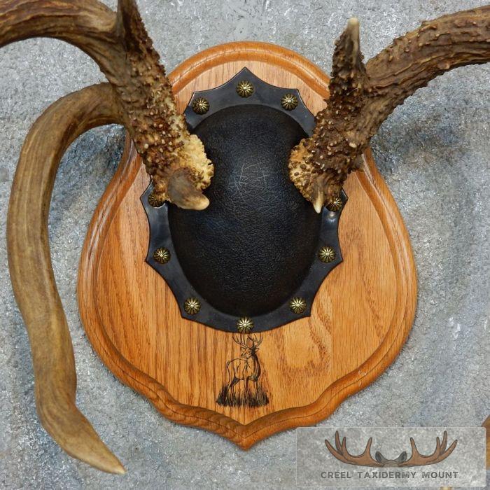 Whitetail Deer Antler Plaque Taxidermy Mount For Sale - Image 6