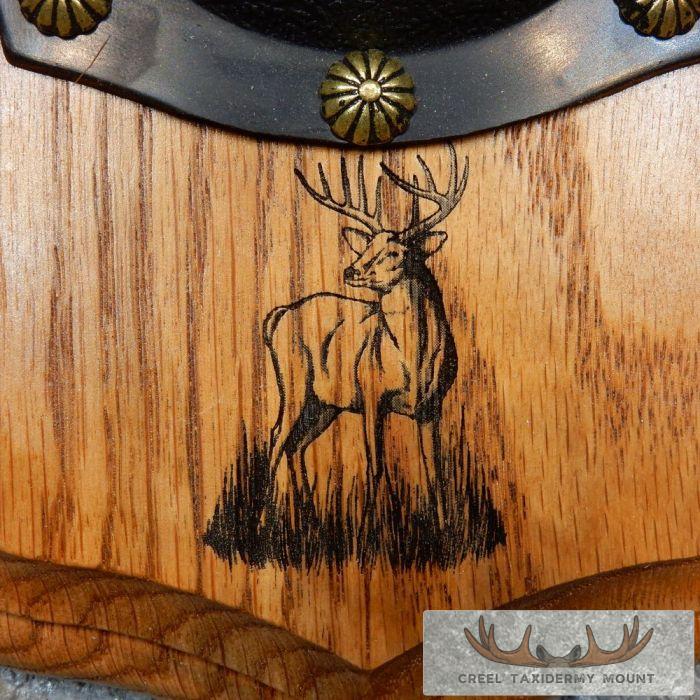 Whitetail Deer Antler Plaque Taxidermy Mount For Sale - Image 7