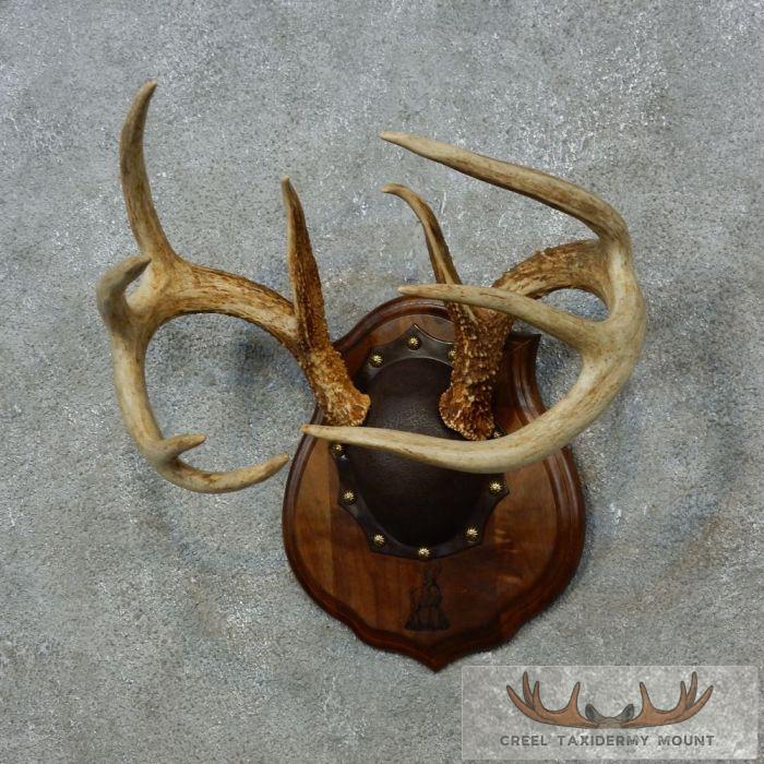 Whitetail Deer Antler Plaque Taxidermy Mount For Sale - Image 3