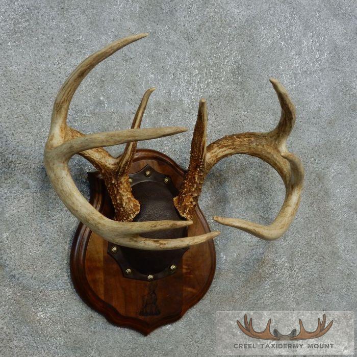 Whitetail Deer Antler Plaque Taxidermy Mount For Sale - Image 2