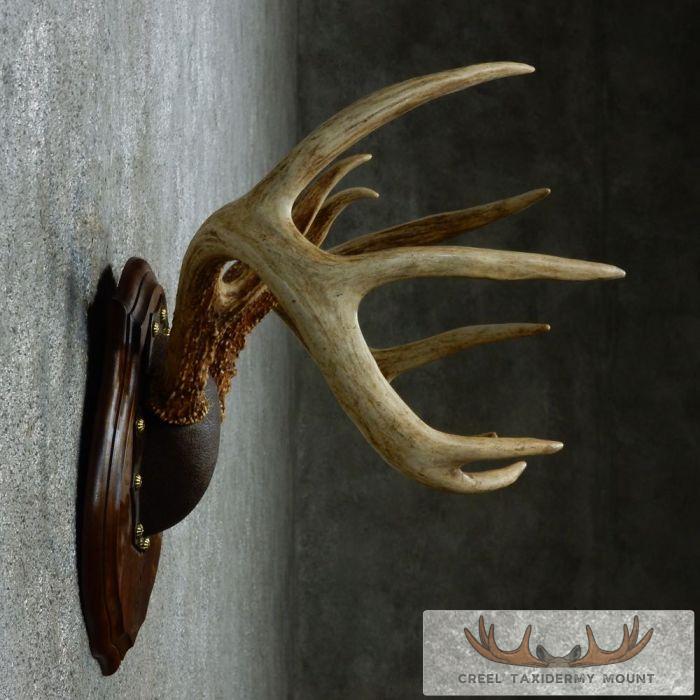 Whitetail Deer Antler Plaque Taxidermy Mount For Sale - Image 4