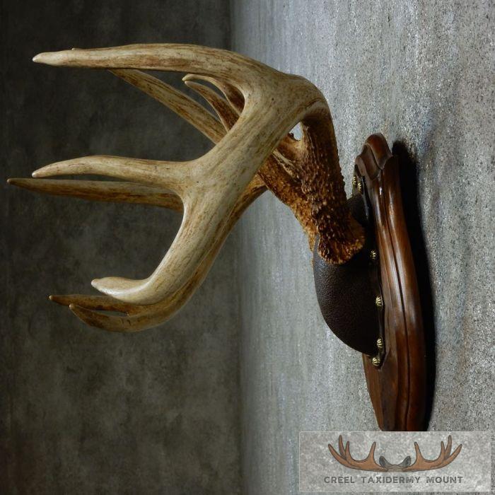 Whitetail Deer Antler Plaque Taxidermy Mount For Sale - Image 5