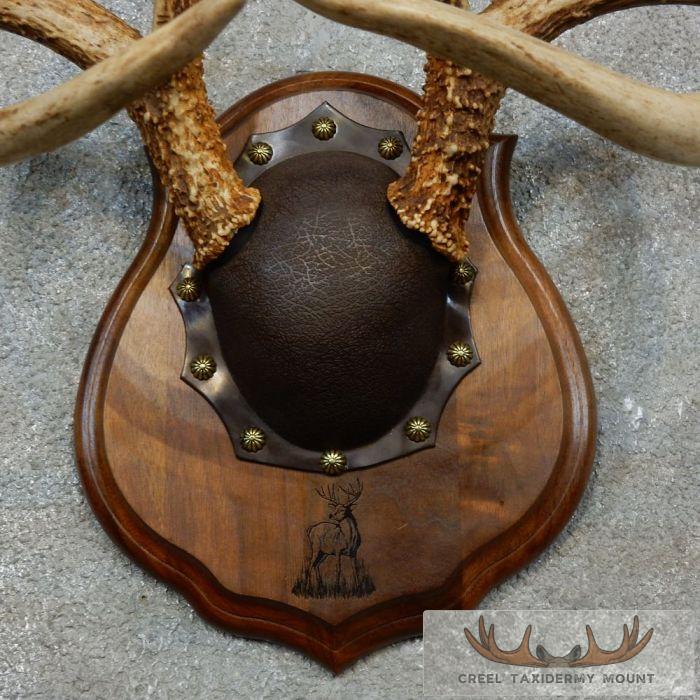 Whitetail Deer Antler Plaque Taxidermy Mount For Sale - Image 6