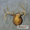 Whitetail Deer Antler Plaque Taxidermy Mount For Sale - Image 3