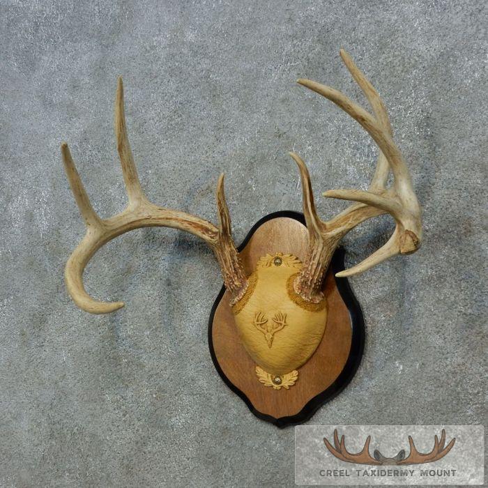 Whitetail Deer Antler Plaque Taxidermy Mount For Sale - Image 3
