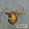 Whitetail Deer Antler Plaque Taxidermy Mount For Sale - Image 2