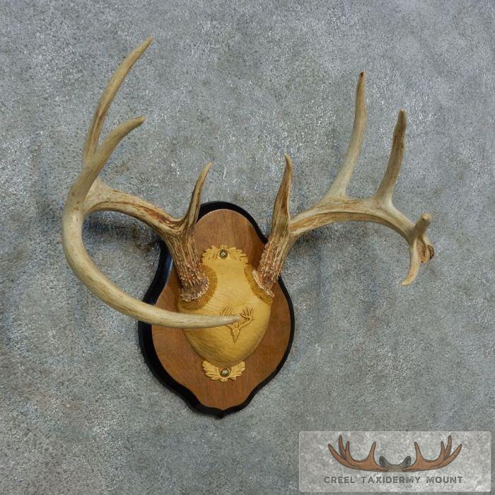 Whitetail Deer Antler Plaque Taxidermy Mount For Sale - Image 2
