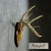 Whitetail Deer Antler Plaque Taxidermy Mount For Sale - Image 5