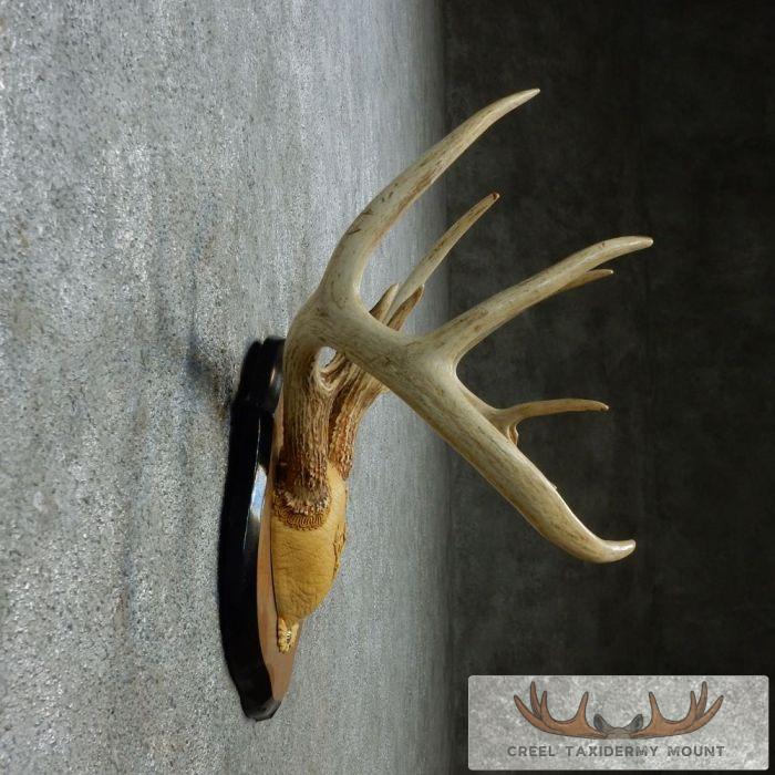 Whitetail Deer Antler Plaque Taxidermy Mount For Sale - Image 5
