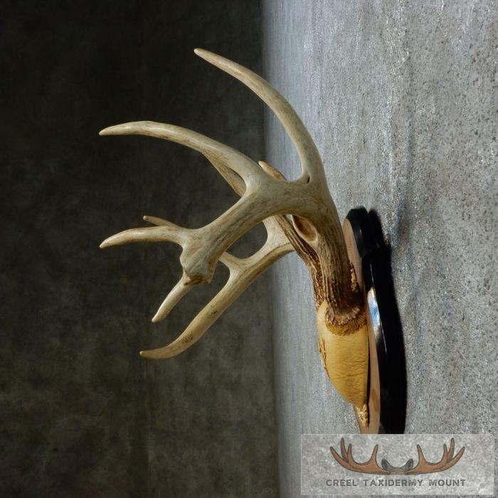 Whitetail Deer Antler Plaque Taxidermy Mount For Sale - Image 4