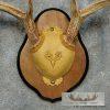 Whitetail Deer Antler Plaque Taxidermy Mount For Sale - Image 6