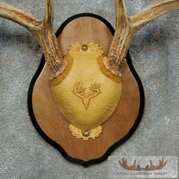 Whitetail Deer Antler Plaque Taxidermy Mount For Sale - Image 6