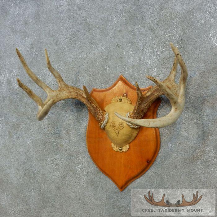 Whitetail Deer Antler Plaque Taxidermy Mount For Sale - Image 3