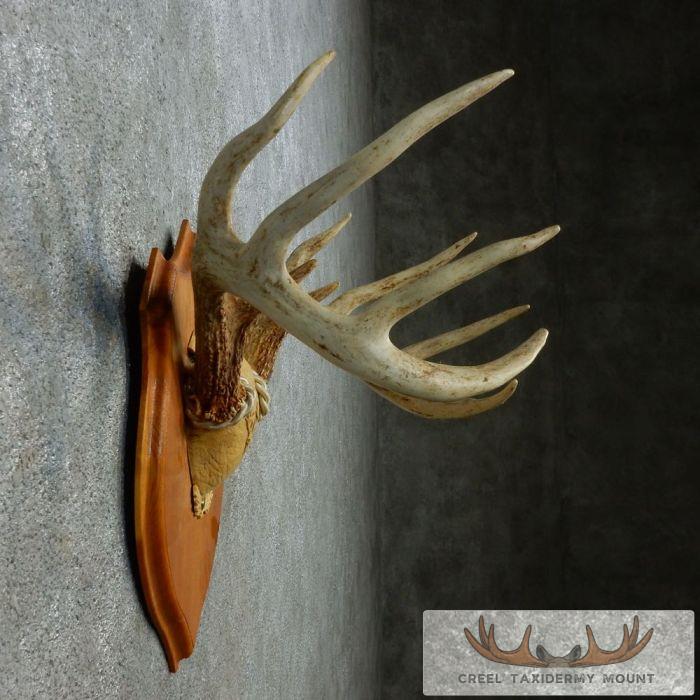 Whitetail Deer Antler Plaque Taxidermy Mount For Sale - Image 4