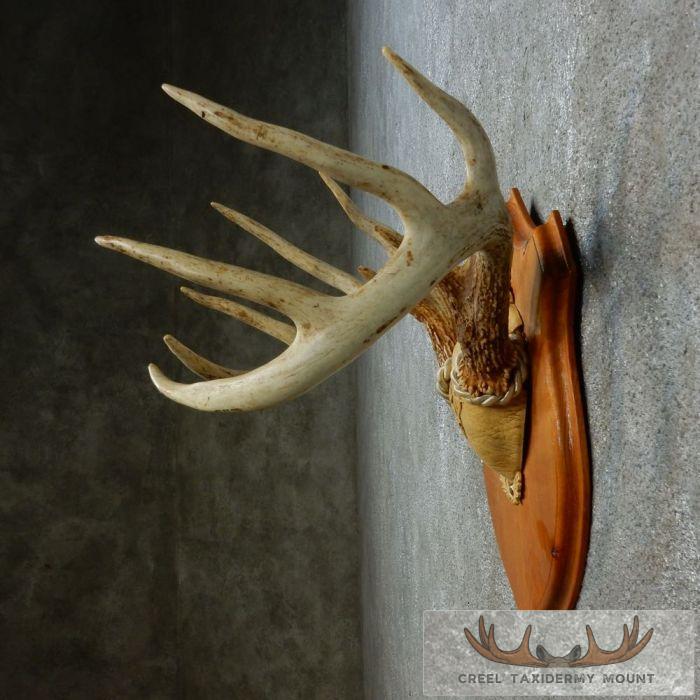 Whitetail Deer Antler Plaque Taxidermy Mount For Sale - Image 5