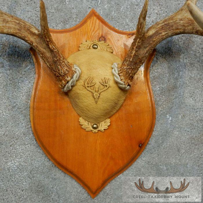 Whitetail Deer Antler Plaque Taxidermy Mount For Sale - Image 6