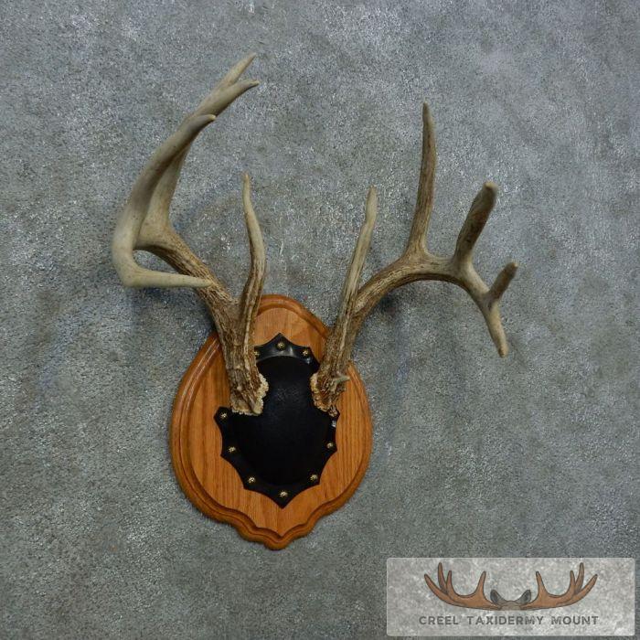 Whitetail Deer Antler Plaque Taxidermy Mount For Sale - Image 2