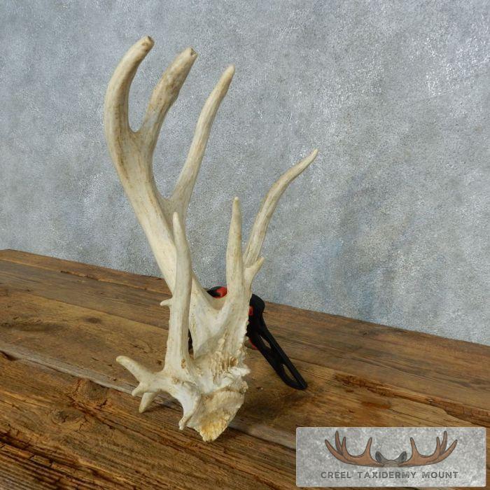 Whitetail Deer Antler Shed Cabin Decor For Sale - Image 3