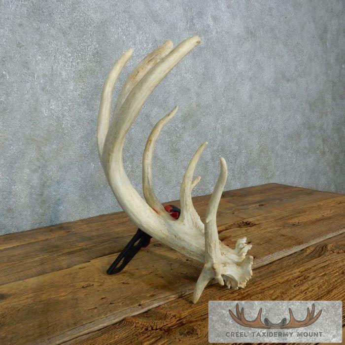 Whitetail Deer Antler Shed Cabin Decor For Sale - Image 2