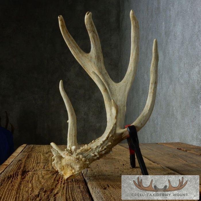 Whitetail Deer Antler Shed Cabin Decor For Sale - Image 8