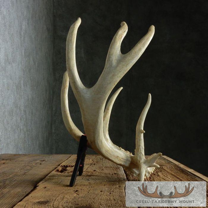 Whitetail Deer Antler Shed Cabin Decor For Sale - Image 5
