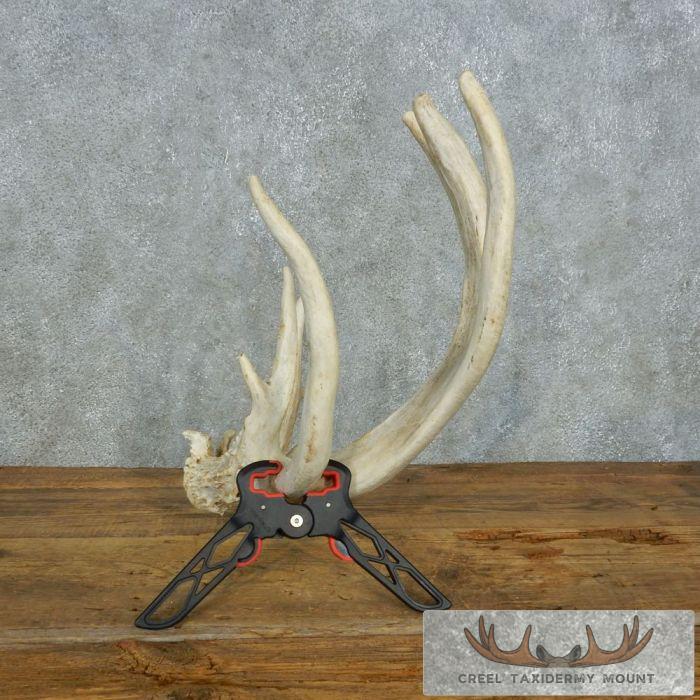 Whitetail Deer Antler Shed Cabin Decor For Sale - Image 6