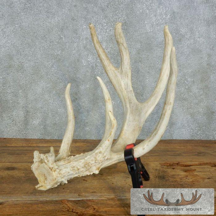 Whitetail Deer Antler Shed Cabin Decor For Sale - Image 7