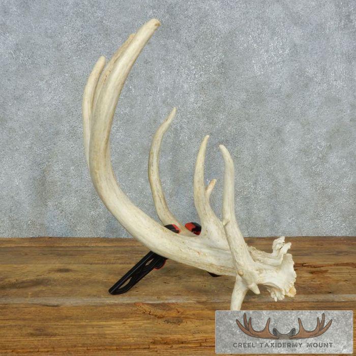 Whitetail Deer Antler Shed Cabin Decor For Sale - Image 4