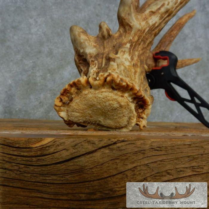 Whitetail Deer Collectible Antler Shed For Sale - Image 8