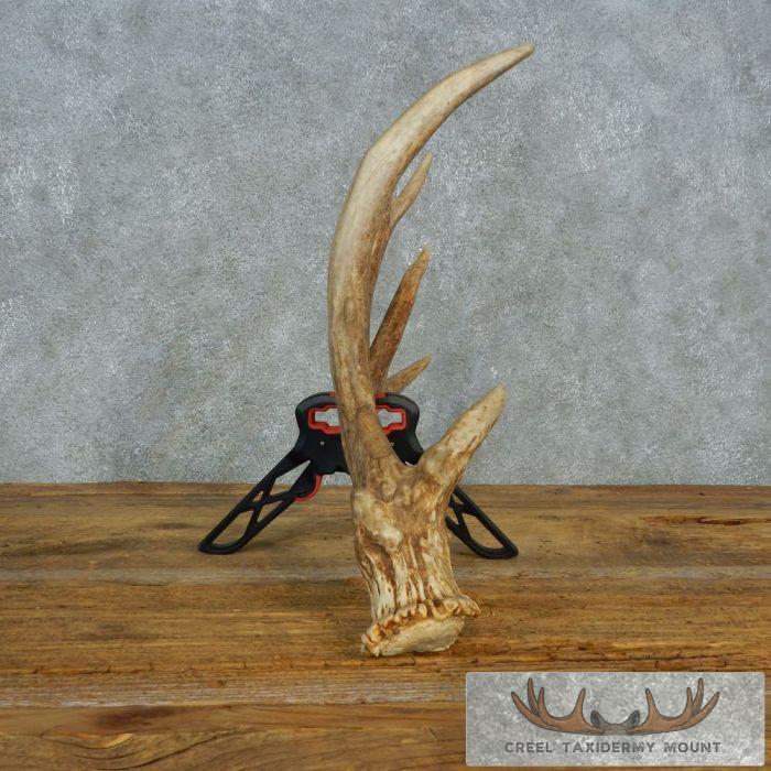 Whitetail Deer Collectible Antler Shed For Sale - Image 4