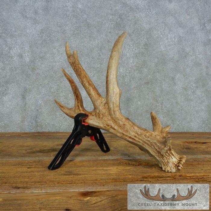 Whitetail Deer Collectible Antler Shed For Sale - Image 2