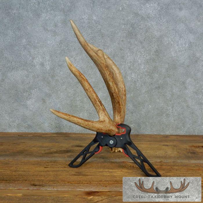 Whitetail Deer Collectible Antler Shed For Sale - Image 6