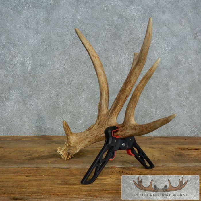 Whitetail Deer Collectible Antler Shed For Sale - Image 5